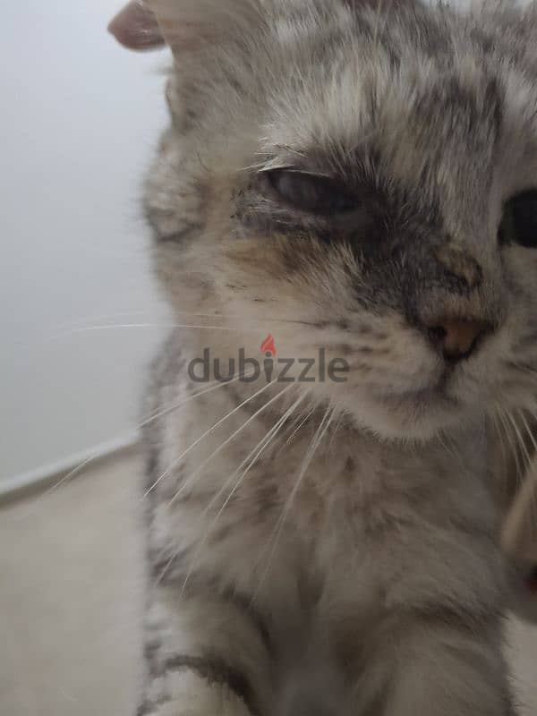 cat for adoption/قط للتبني 2