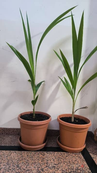 coconut plants