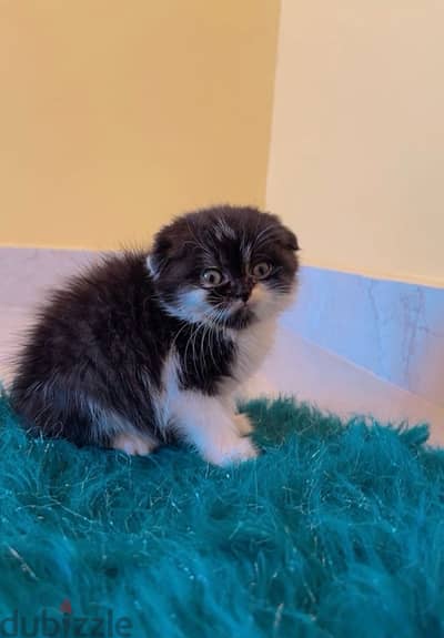 Scottish Fold Kitten 1.5 month old