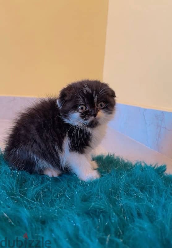 Scottish Fold Kitten 1.5 month old 0