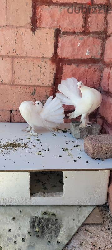 good condition breeding pair fantail for sale