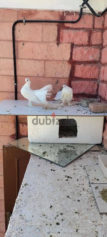 good condition breeding pair fantail for sale 5