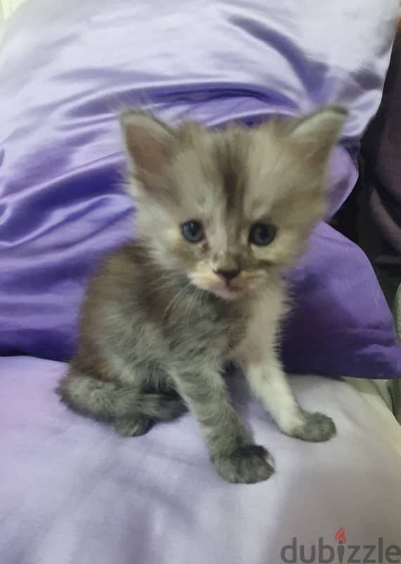 Persian/angora Turkish breed 1