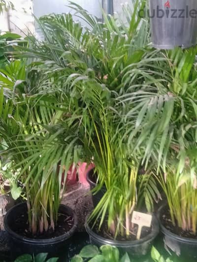 Arecca palm