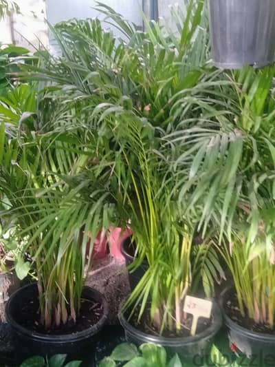 Areca palm