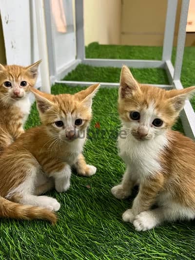 Kittens for ADOPTION