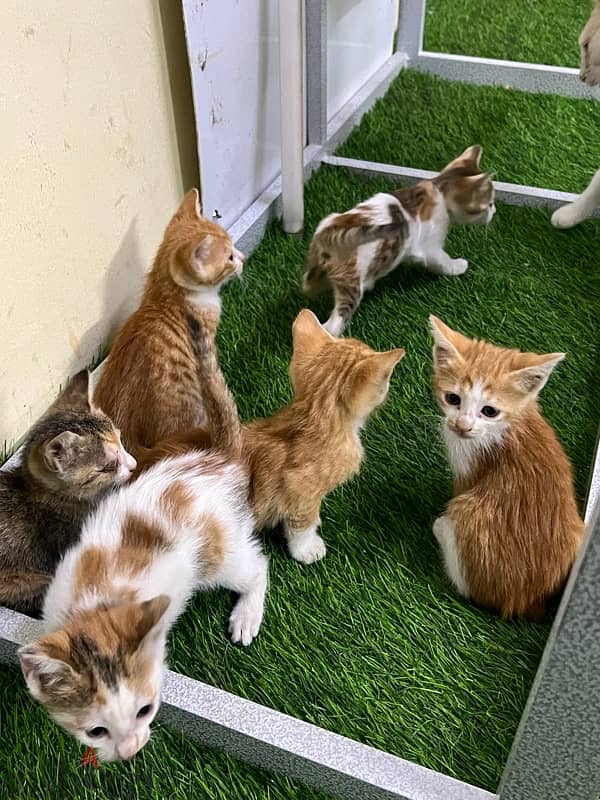 Kittens for ADOPTION 1