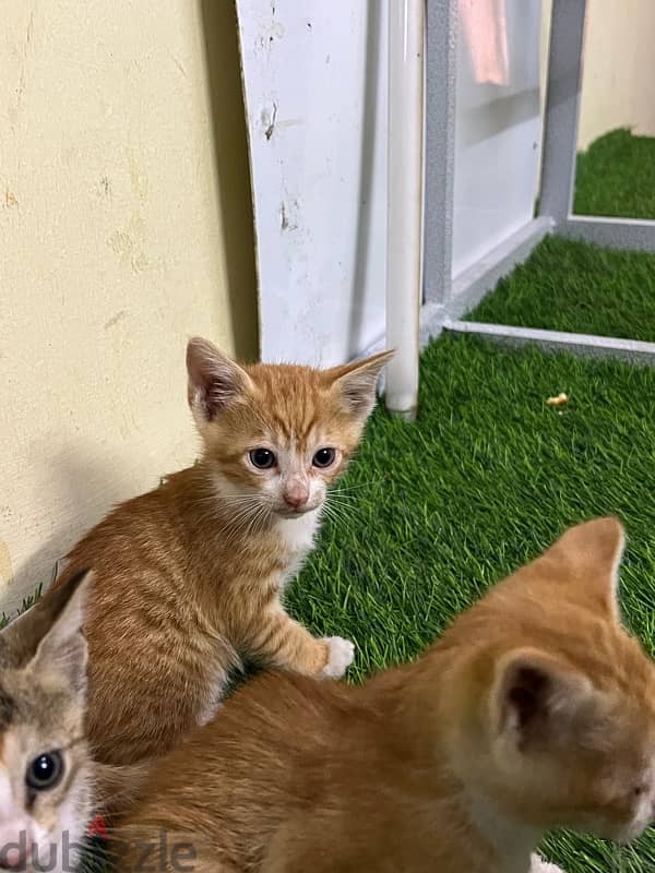 Kittens for ADOPTION 3