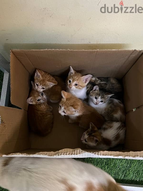 Kittens for ADOPTION 4