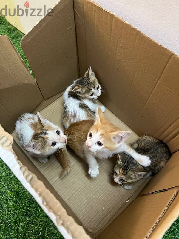 Kittens for ADOPTION 7