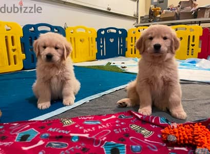 AKC Golden Retriever Puppies. WhatsApp +1 (484) 718‑9164‬