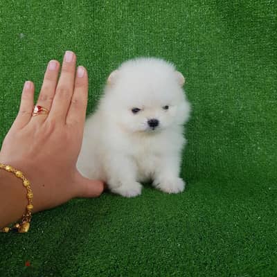 Pure Pomeranian for sale