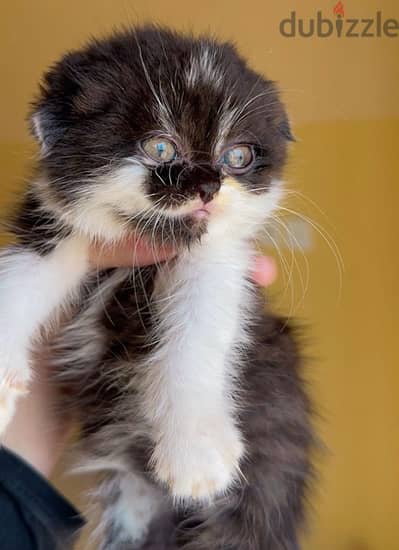 Scottish fold 1 and half month old