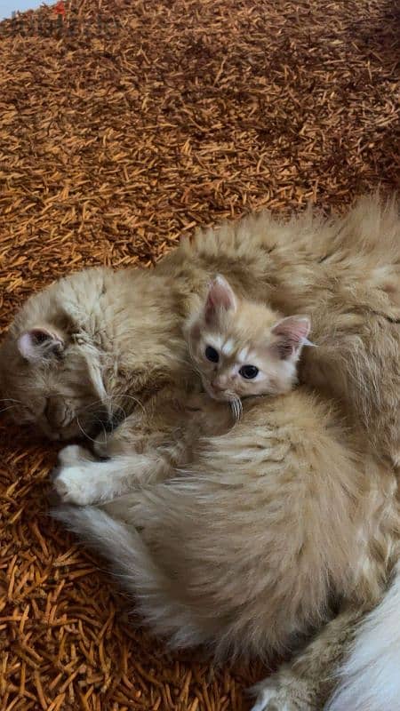 2 adorable cute male kittens 3