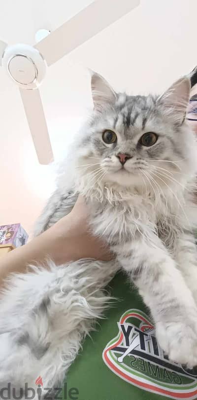 PURE PERSIAN CAT