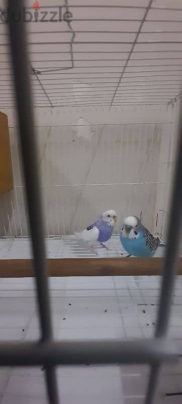 love birds 1