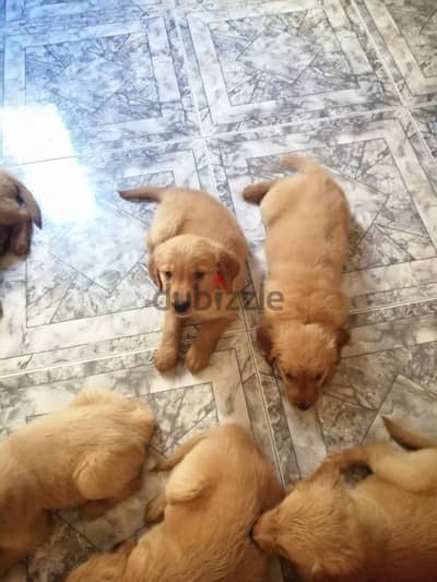 Pure Breed Golden Retriever Puppies