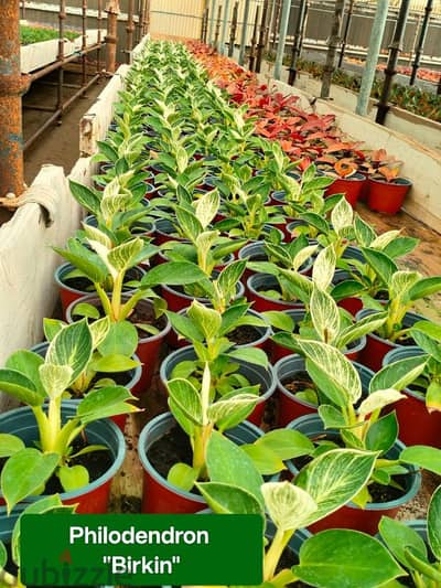 We sell indoor and outdoor plants.