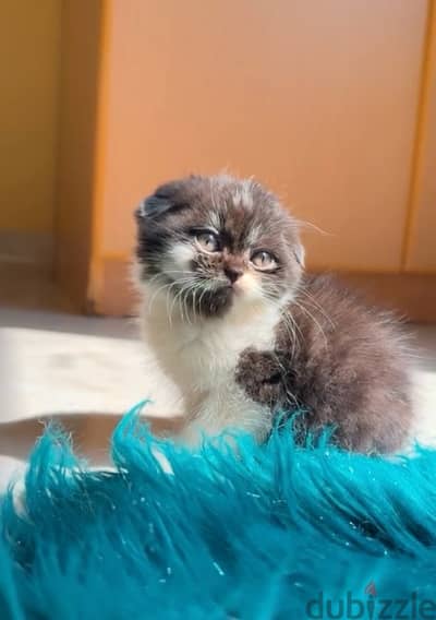 Scottish fold kitten 1.5 month old