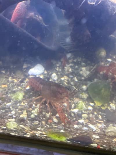 cray fish medium size babies