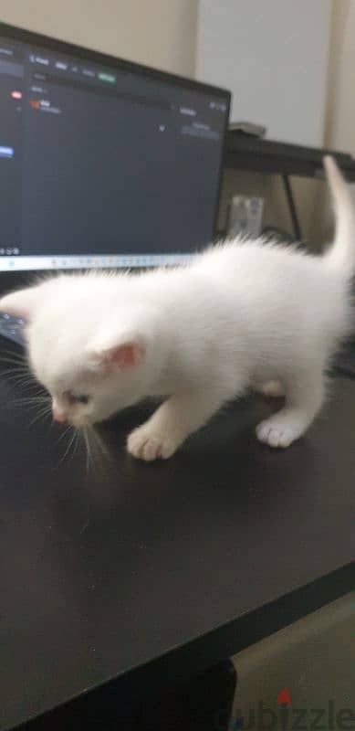 A persian cat and 2 white kittens