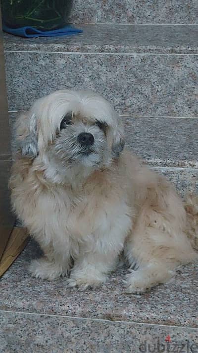 male Shih Tzu