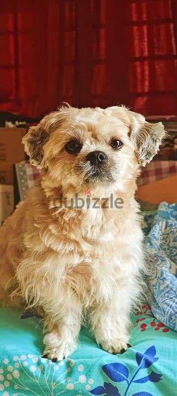 male Shih Tzu 1