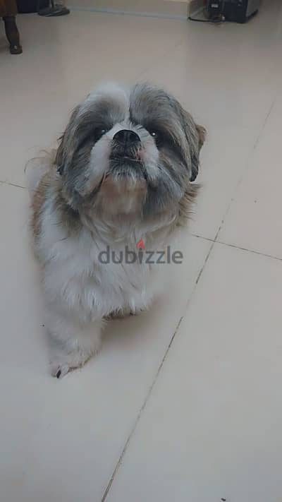 Male Shih Tzu dog