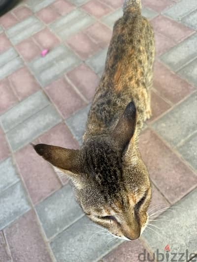 STRAY CAT IN NEED OF HELP