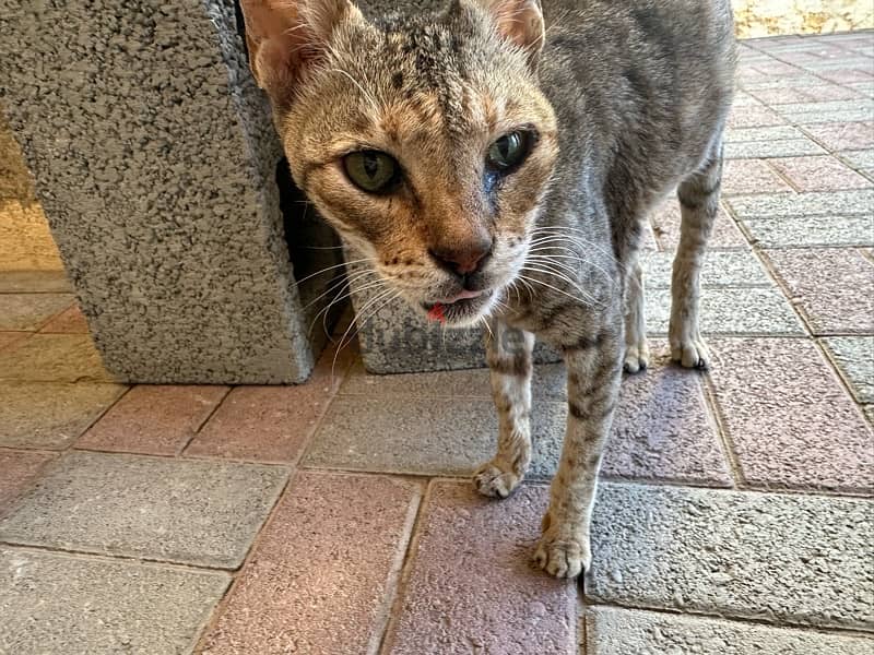 STRAY CAT IN NEED OF HELP 1