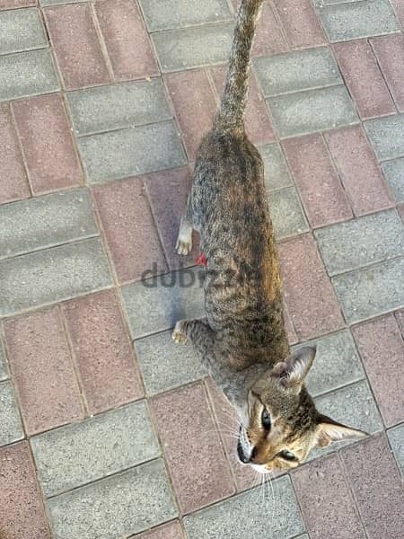 STRAY CAT IN NEED OF HELP 2