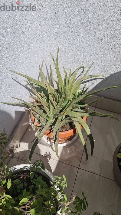 aloevera plant