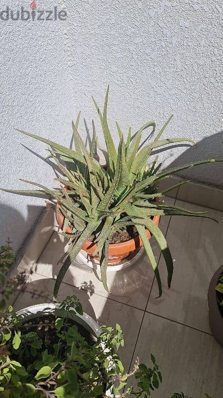 aloevera plant 0