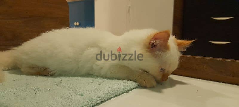 Persian Kitten 4 month old 2