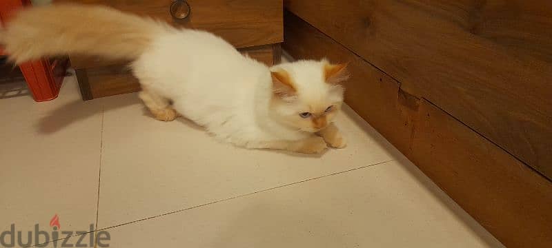 Persian Kitten 4 month old 4