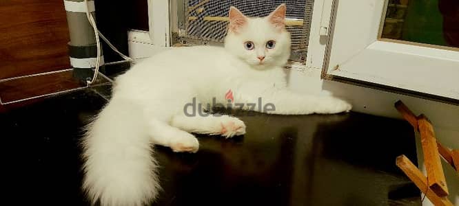 Persian Kitten 3 month old