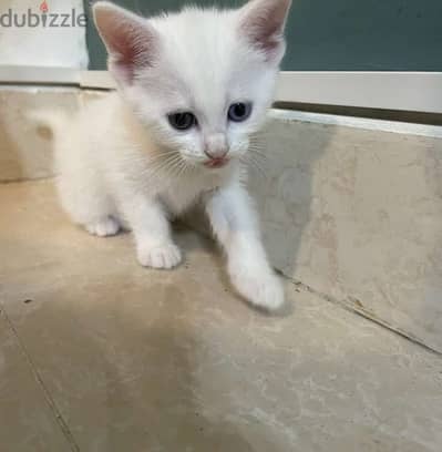 Cat shiraze Turkish angore for sell