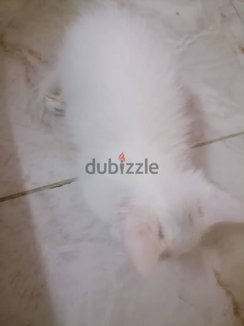 Cat shiraze Turkish angore for sell 1