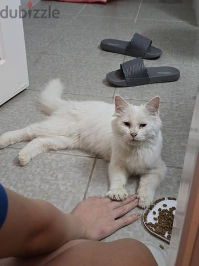 Turkish Angora for adaption