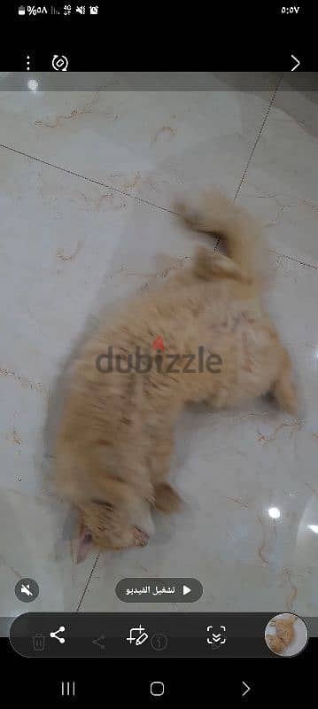 persain male cat for sale 2