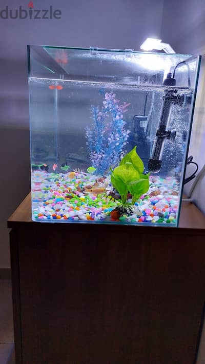 Fishes with Fish tank & accessories