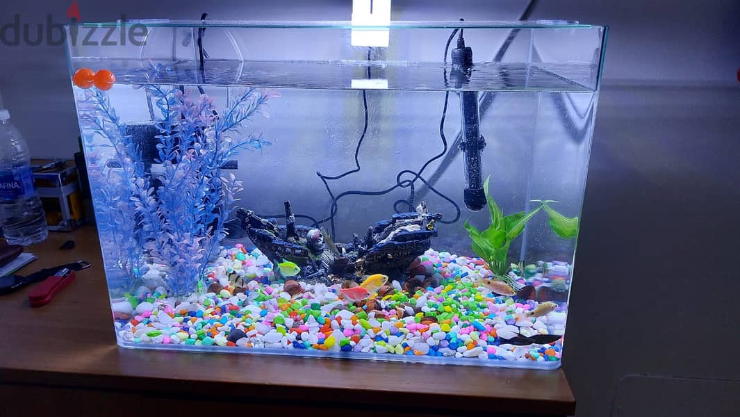 Fishes with Fish tank & accessories 1