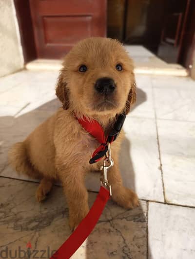 Pure Breed Golden Retriever Puppies