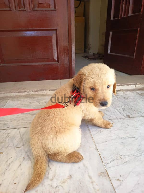 Pure Breed Golden Retriever Puppies 2