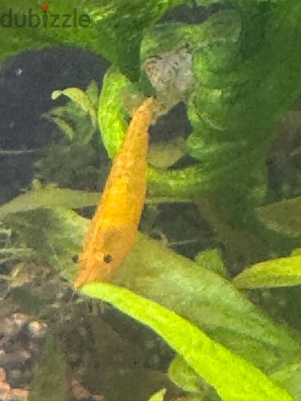 yellow shrimps 3