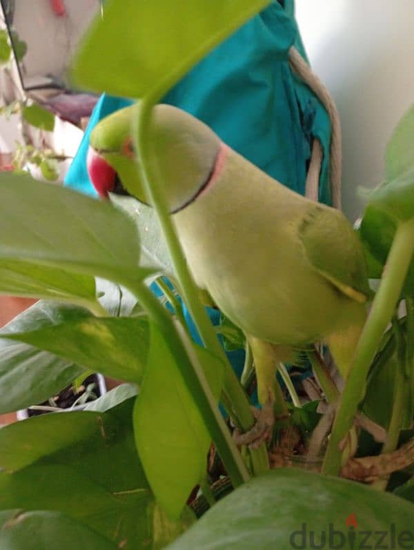 parrot 1