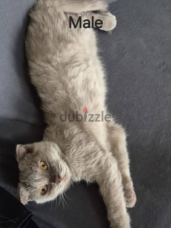 scottish fold kitten 0