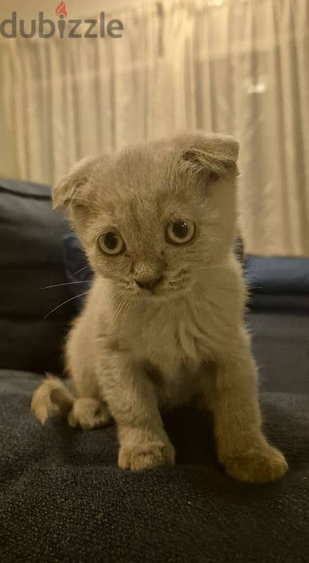 scottish fold kitten 2