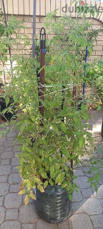 Cherry tomato fruited for sale 0