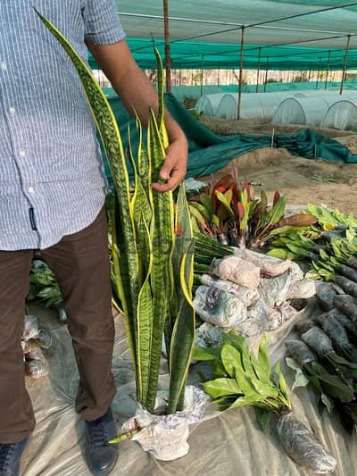 indoor plants